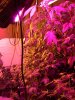 grow8.jpg