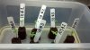 SB&A13_100%Germination.jpg