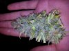 budpic2.jpg