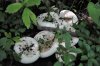 mushroom whiteys.JPG