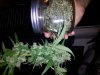 skunk v jar.jpg