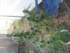 big plant.jpg