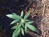 tiiny plantt.jpg