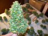 100_0187.jpg