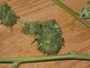 early budz 007.jpg