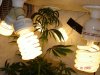 DSC01894.jpg