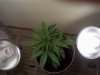 day 28 top view.jpg