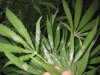 mold 001.jpg