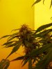 1stbuds 086.jpg