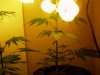 1stbuds 092.jpg