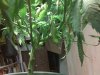 IMG00038.jpg