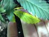 secondleaf.jpg secondleaf.jpg