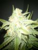 DSC_0009_cleaned.jpg