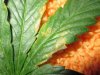 cropIMG_0073_1_1.jpg