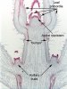 apical meristem.jpg apical meristem.jpg