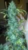 2012-11-02_02-25-19_977.jpg 2012-11-02_02-25-19_977.jpg