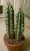 cactus.jpg