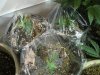 11-4-12 veg room 5.jpg