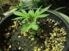11-4-12 veg room 6.jpg