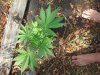 Nov 045.jpg
