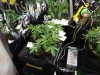 12.My next batch i have De sjamaan Feminised seeds lemon budd and dinafems white and blue widows.jpg 12.My next batch i have De sjamaan Feminised seeds lemon budd and dinafems white and blue widows.jpg