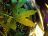 badleaf2.jpg badleaf2.jpg