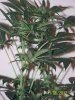 Scrog 18 015.jpg