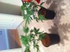 IMG_0175.jpg IMG_0175.jpg