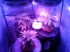 grownov9.jpg