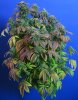heavydutyfruity-3.jpg