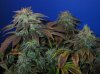 heavydutyfruity-1.jpg