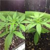 Day_27_compare_to_25th.jpg
