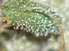 TRCH.#6CRP-CRD5DY-FLWRD82DY-08-09-19@1 027.jpg