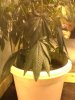 DSC01628.jpg