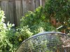 fan_on_Plants 001.jpg