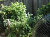 fan_on_Plants 002.jpg