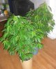 weed.jpg