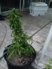 cobra flowering outside.jpg