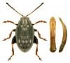 da bug hemp flea beetle.jpg