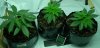 grow1.jpg