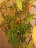 Image11162012021909.jpg