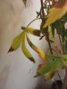 Image11162012021942.jpg
