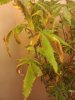 Image11162012022014.jpg
