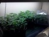 proparea11116_cleaned.jpg