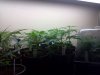 proparea21116_cleaned.jpg