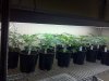 vegarea11116_cleaned.jpg