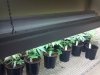 vegarea21116_cleaned.jpg