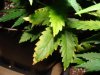 DSC02486.jpg