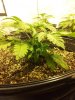20121117_151531_cleaned.jpg 20121117_151531_cleaned.jpg