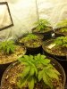 20121117_151454_cleaned.jpg 20121117_151454_cleaned.jpg